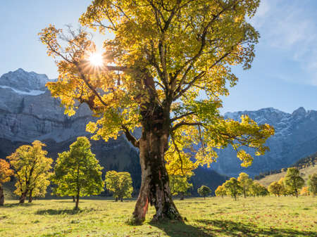 Gnarled, hundreds of years old ree with an autumn color change through the sunlight, from orange to yellow, at the Great Ahornboden, Austriaの写真素材