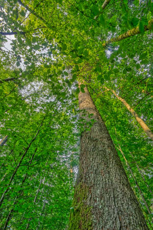 Tall Silver Fir trunk covered by Beech leaves, in a mixed primeval forest area, called Mittelsteighuette in the Bavarian Forest, Southern Germanyの写真素材