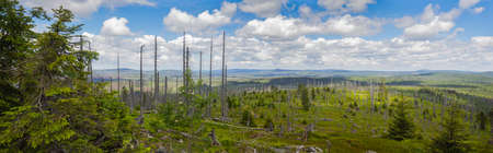Bare trees in  a new recovering forest with the panoramic view from the Great Rachel, to the Sumava Nature Park in the Czeck Republicの写真素材