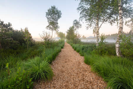 Beach avenue in the Schoenramer Filz Moor at morning haze, with Rosemary Heather along the wayの写真素材