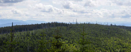 Part of a regrown fir forest, viewed from the Lusen Mountain in the Bavarian Forest, South Germany