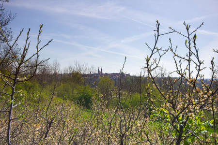 Spring Trees Blossoms with the red roofs of the old town of Rothenburg, Bavaria, South Germanyの写真素材