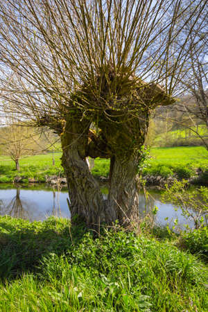 Salix Viminalis, a Basket Willow Tree with a hole in the middle, at the Tauber River, Bavaria, South...
