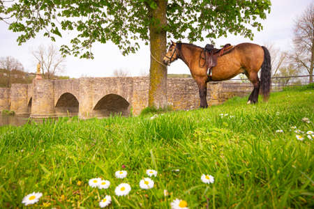 Balthasar-Neumann-Bridge crossing the Tauber River at Tauberrettersheim, with a saddled horse, waiting for touristsの写真素材