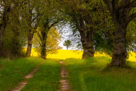 Yellow back light glow from a springtime field with a road to a solitary tree in the Tauber Valley, Bavaria, South Germanyの写真素材