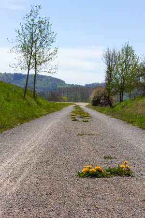 Dandelions on the Romantic Road in the Tauber Valley, Bavaria, Soutgh Germanyの写真素材