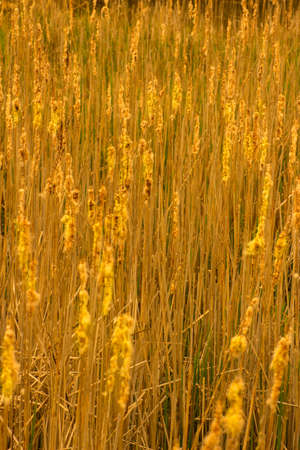 Reed background in a beige tone with green spots from springtime coming throughの写真素材