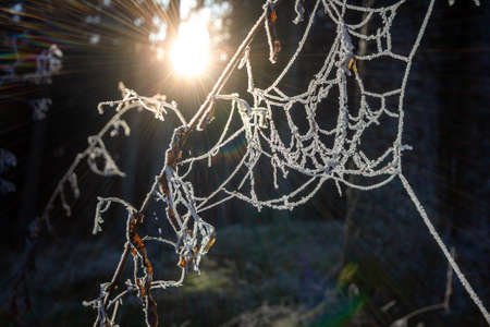Frozen plants with sun rays in the Black Forest, Southwest Germanyの写真素材