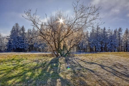 Wild tree in front of a frozen forest, at winter break, in the Simonswald valley, in the black forest, Southwest Germanyの写真素材
