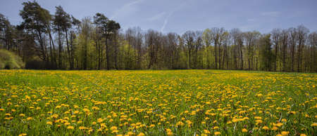 Dandelion field panorama at a forest in the Franconian Heightsの写真素材