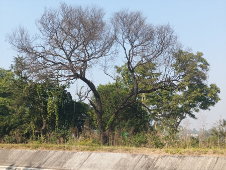 Trees on the road in the city of Chiang Mai, Thailand.