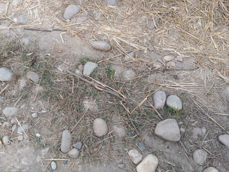 Lizard on the ground in the park, closeup of photoの写真素材