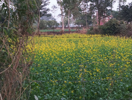 Rape blossoms in a field in the north of India.