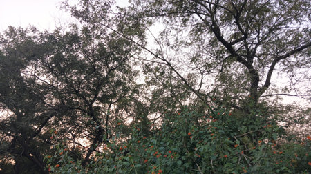 Trees in the forest with orange flowers in the morning, Thailandの写真素材