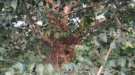 A tree in the jungle of Sri Lanka. This is a close up