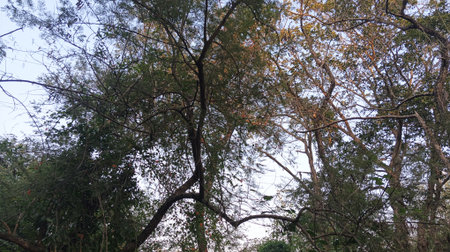 Trees in the forest in the afternoon. The trees are dry.