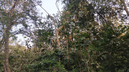 Trees in the jungle in the city of Chiang Rai in North Thailand.