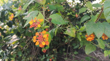 Orange flower in the garden. (Lantana camara)の写真素材