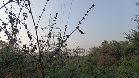 High-voltage power lines and trees in the countryside, India