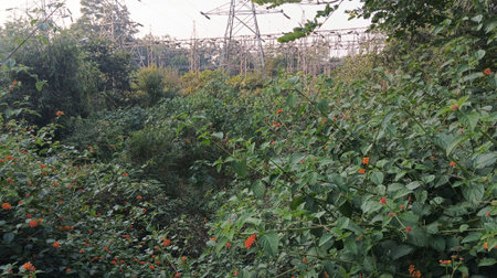 Roses in the garden and electricity pylons in the background