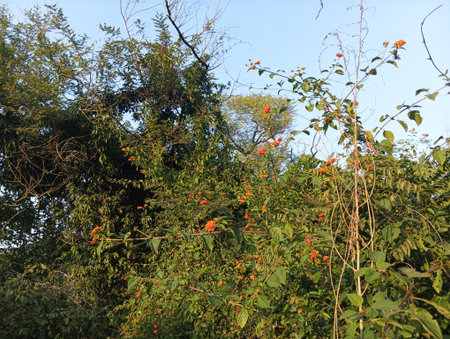 Orange flowers on the branches of a tree in the garden
