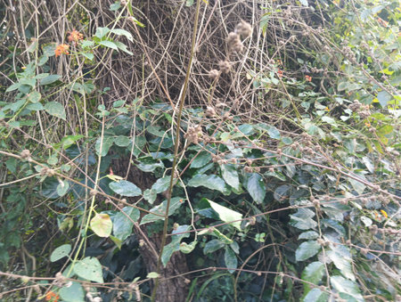 Coffee plant in the garden with green leaves and flowers.
