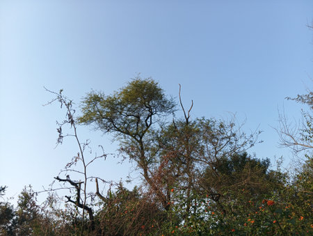 Trees in the forest on a background of the blue sky.