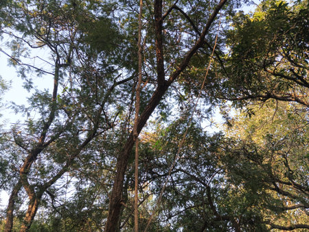 trees in the forest on a sunny day, closeup of photo