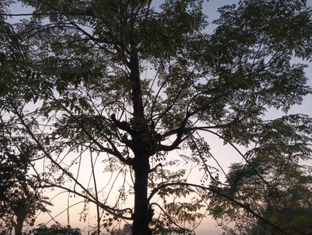 Silhouette of tree in the morning, sunset time.