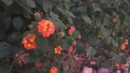 Blurred background of beautiful flowers. Colorful flowers in the garden.