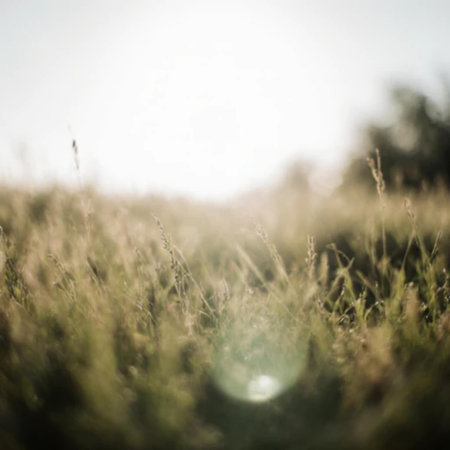 Grass meadow with sunlight. Nature background. Vintage tone.の素材