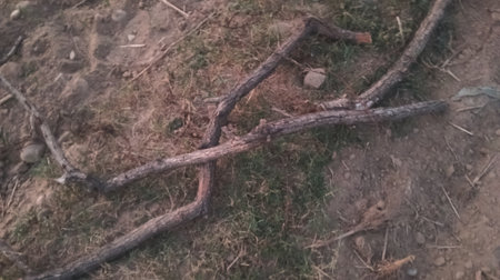A low angle shot of a tree branch in the middle of the forestの写真素材