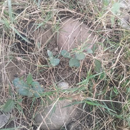 A closeup shot of the ground covered with grass with a blurred background