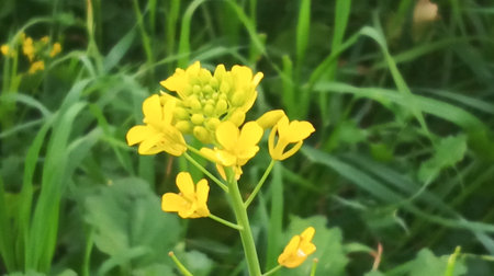 Rape blossoms in the garden. Selective focus. nature.