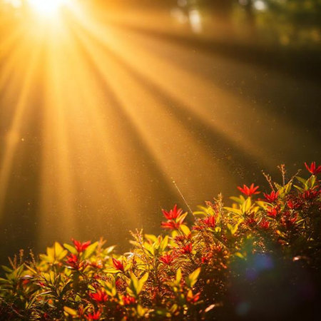 Sun rays through the branches of a bush with red leaves. Natural backgroundの素材