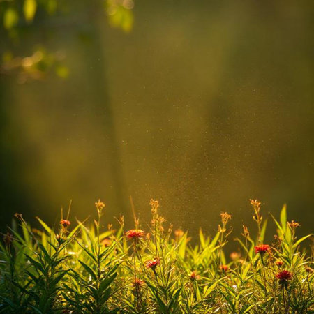Grass and flowers in the morning sunlight. Beautiful natural background.の素材