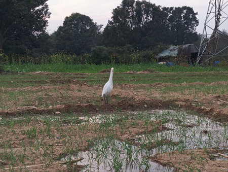 White heron in the rice field in the morning at Thailand.の写真素材