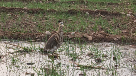 Green Heron in the rice field at Chiang Mai, Thailand