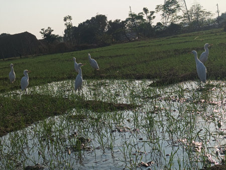 Egrets in a rice field in the countryside of Sri Lanka