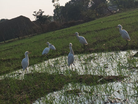 White heron in the rice field at sunset,Thailand.