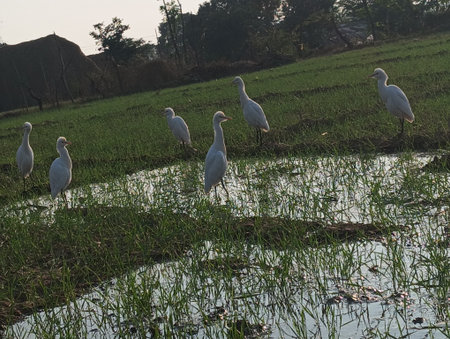 Egrets in a rice field in the countryside of Sri Lankaの写真素材