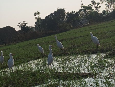 Egrets in a rice field in the early morning light.の写真素材