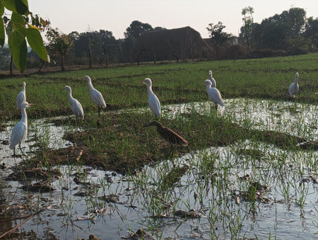 Egrets in a rice field in the countryside of Thailand.