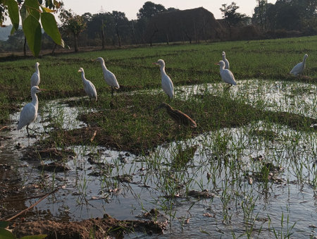 Egrets in the paddy rice field at the morning.