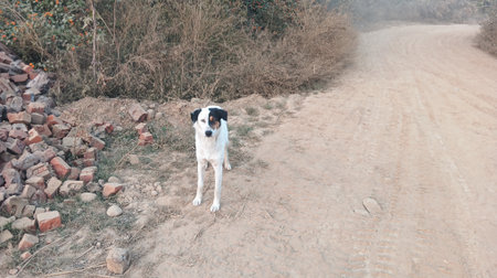 Cute dog walking on the dirt road in the countryside. The dog is looking at the camera.の写真素材