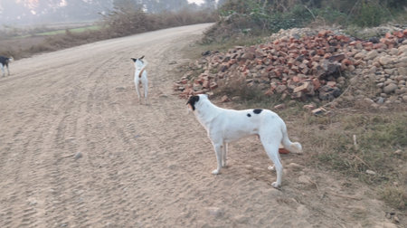 two dogs playing on the road in the countryside at the morning time