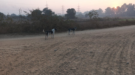 Dalmatian shepherd and black and white dog on the road