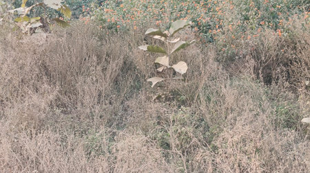 Dry grass in the field with autumn colors. Toned.の写真素材