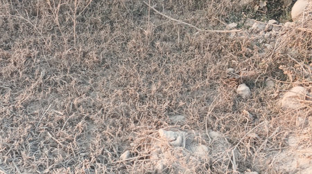 Dry grass on the ground in the winter. Natural background.の写真素材