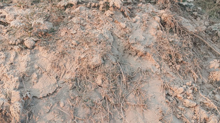 Dry soil texture background. Dried soil texture. Dry soil background.の写真素材